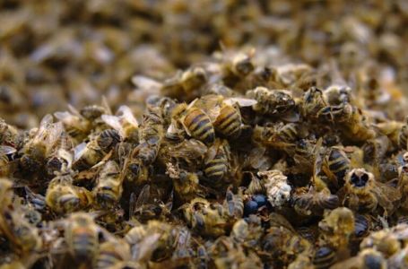 Pčelari se hvataju za glavu: Masovni pomor pčela u BiH