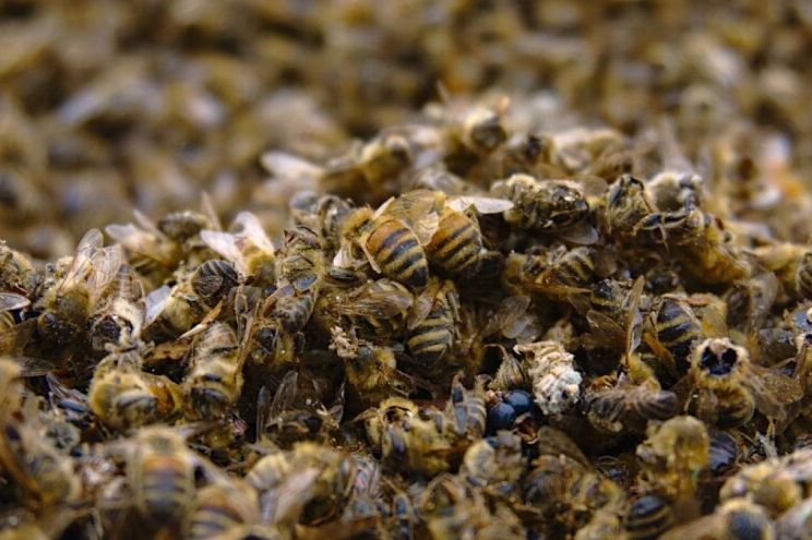 Pčelari se hvataju za glavu: Masovni pomor pčela u BiH