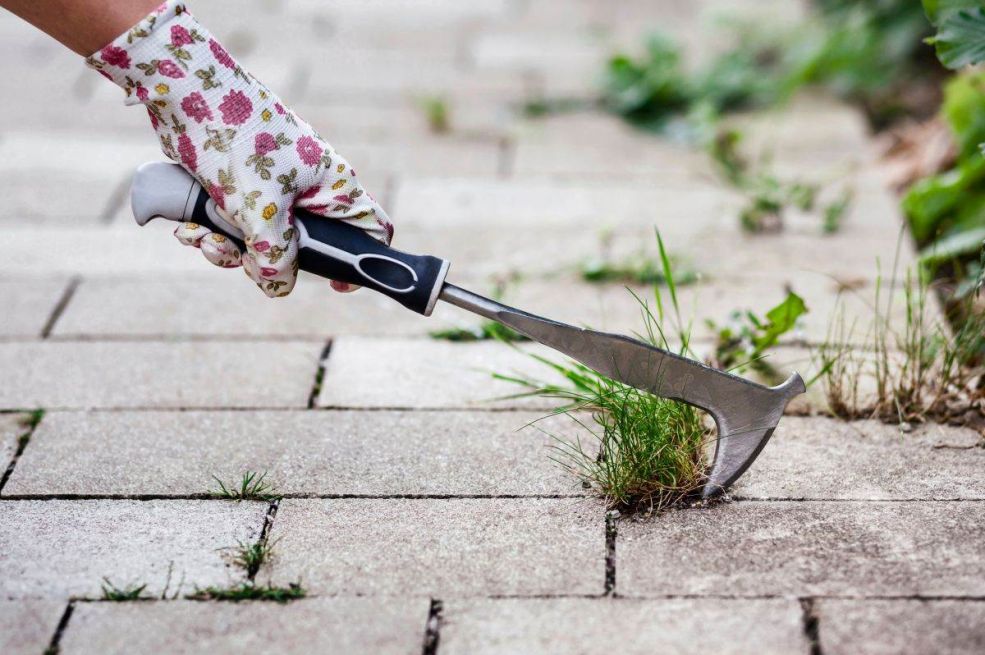 Sredstvo koje uništava korov: Zaboravite na čupanje i saginjanje