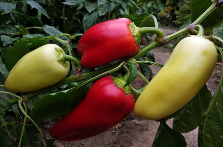 Samo rijetki znaju ovu caku: Zalijte mlade paprike ovim rastvorom i rodiće kao nikad prije!