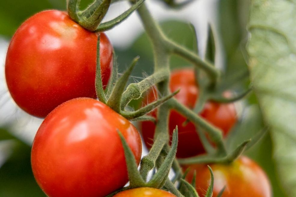 Oko paradajza pospite malo ovog praha: Rodiće duplo više, a plodovi će biti krupni i mesnati