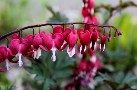CVIJET NESTVARNE LJEPOTE: Cvijeta do kasne jeseni i odlično podnosi toplotu, OBAVEZNO GA POSADITE