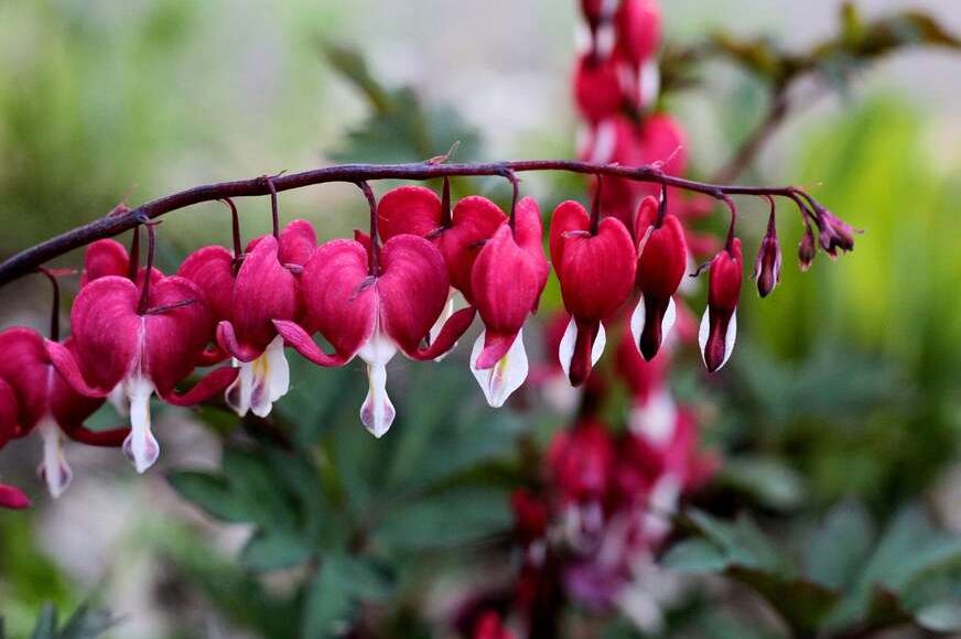 CVIJET NESTVARNE LJEPOTE: Cvijeta do kasne jeseni i odlično podnosi toplotu, OBAVEZNO GA POSADITE