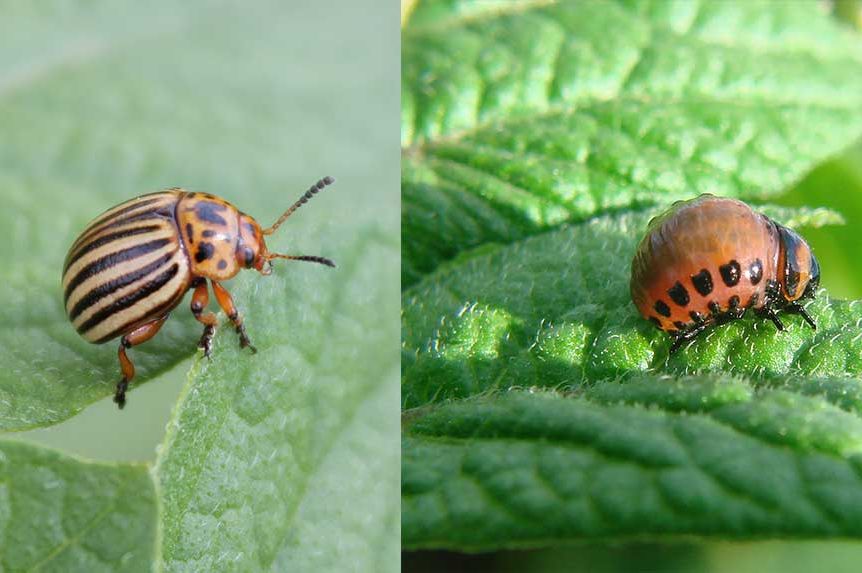 Ove mjere su ključne u borbi protiv krompirove zlatice! Evo kako da zaštitite krompir