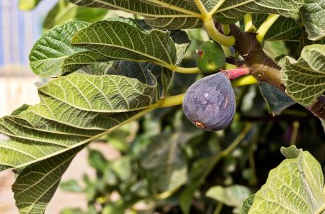 Naši stari smokvu nikada nisu sadili blizu kuće: Razlog je važan, evo o čemu se radi
