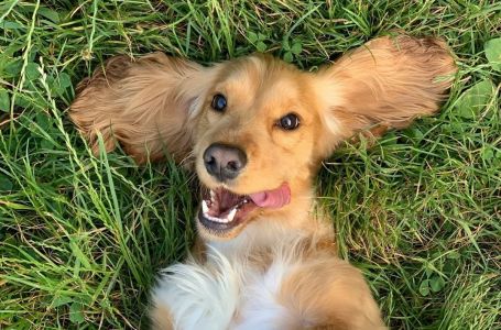 Evo kako očistiti psu uši