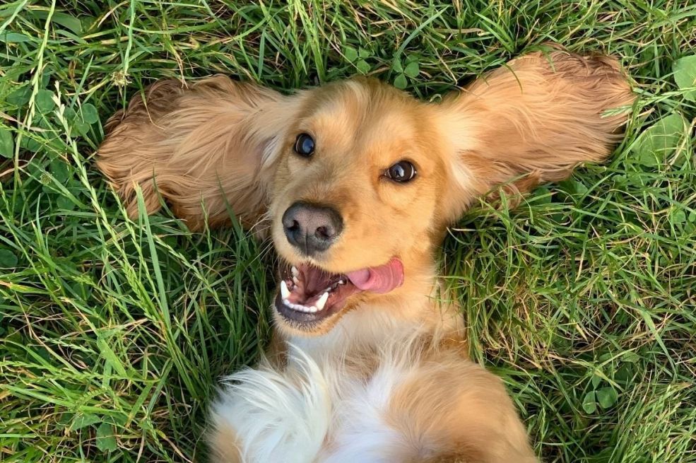 Evo kako očistiti psu uši