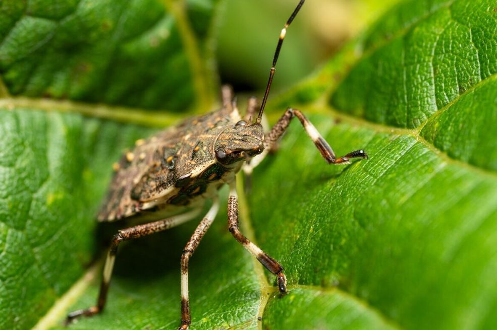 Smrdibube ne podnose ovaj rastvor: Poprskajte povrće i više neće prilaziti vašoj bašti