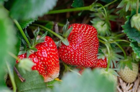 Evo kolika je dnevnica berača jagoda u Hrvatskoj: Najviše ih dolazi iz BiH