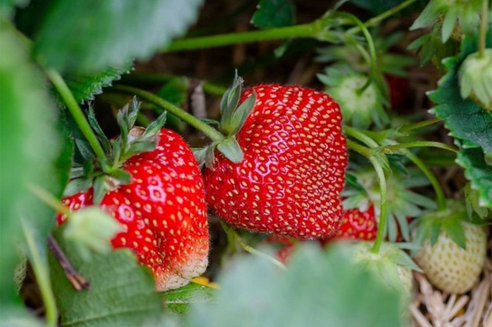 Evo kolika je dnevnica berača jagoda u Hrvatskoj: Najviše ih dolazi iz BiH