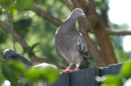 Tjera golubove kao strašilo: Samo stavite ovaj predmet na terasu i više ih nećete vidjeti