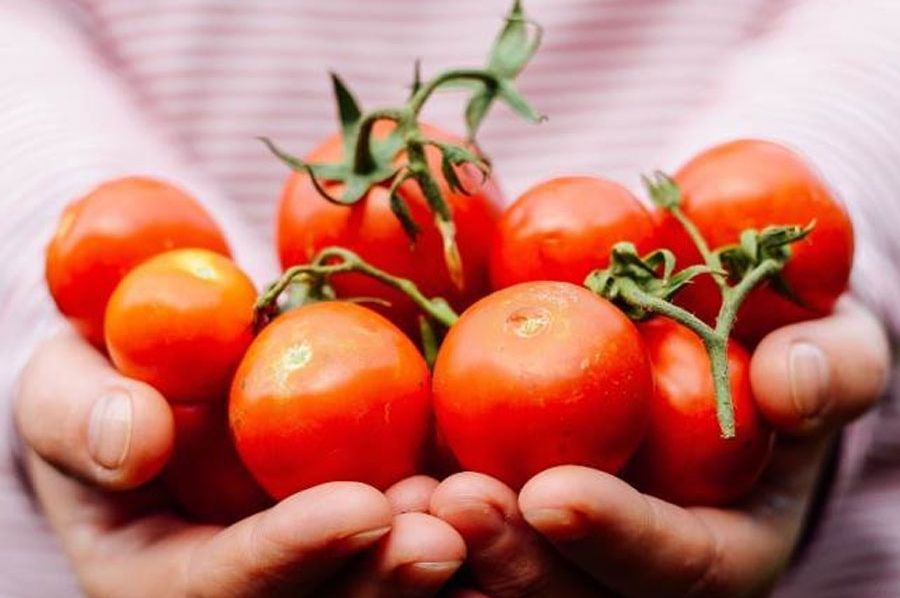 VRIJEME JE ZA ULAZAK U BAŠTE: Ukoliko kraj paradajza posadite ovu biljku, rađat će kao lud…