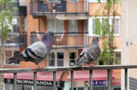 Stavite 1 predmet na terasu i otjeraćete golubove zauvijek: Sitnica od koje bježe glavom bez obzira