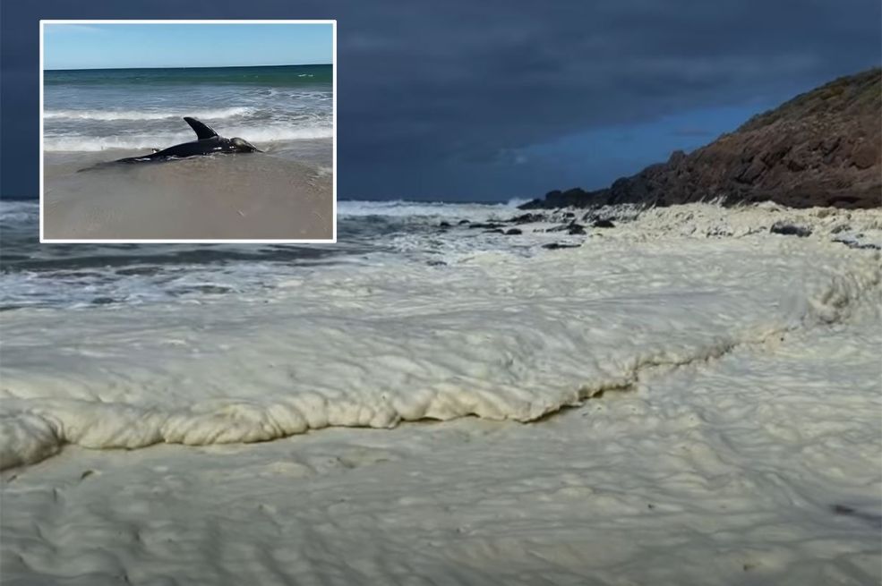 Otrovne alge u Australiji ubijaju i ajkule: "Ovo je kao horor-film"