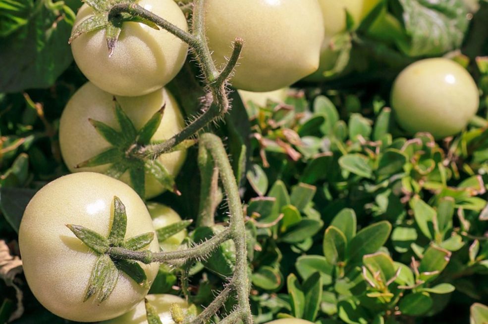 Mega rastvor svi bacaju, a sjajno je prirodno đubrivo za paradajz (VIDEO)