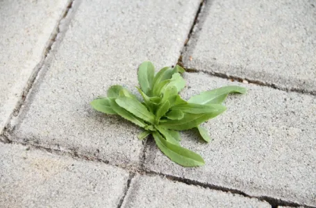 Zaboravite na KOROV između pločica u dvorištu: Ovo BESPLATNO RJEŠENJE uklanja ga zauvijek!