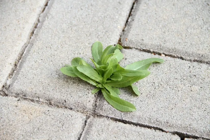 Zaboravite na KOROV između pločica u dvorištu: Ovo BESPLATNO RJEŠENJE uklanja ga zauvijek!