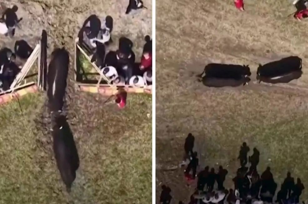 Incident na koridi u BiH: Vrata arene ostala otvorena, bikovi pobjegli među publiku