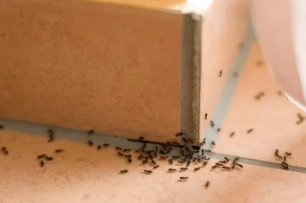 Mravi bježe iste sekunde iz kuće kada osjete ovaj miris: Samo ovo poprskajte po ćoškovima