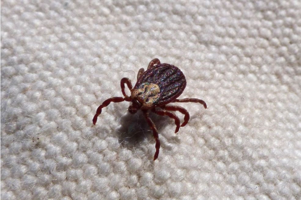 "U panici smo, ne znamo šta da radimo": Hiljade krpelja preplavilo porodičnu kuću, veterinari u šoku