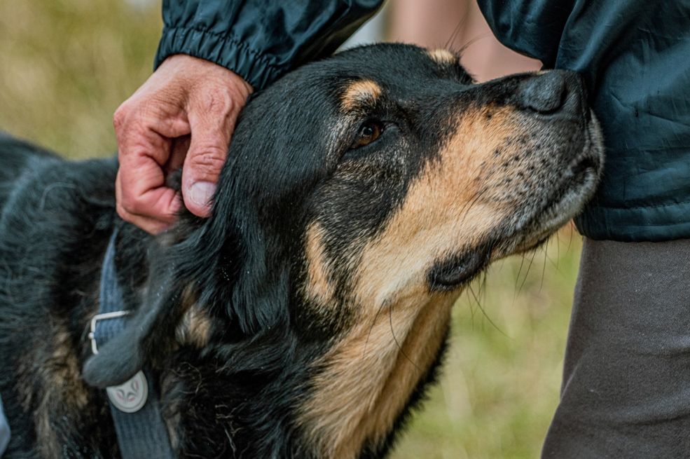 Psi vam njuše međunožje? Veterinari objasnili zašto