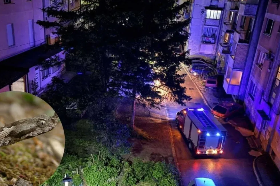 Jeziv slučaj u Konjicu: Zmija otrovnica ušla u stan, sakrila se u namještaj