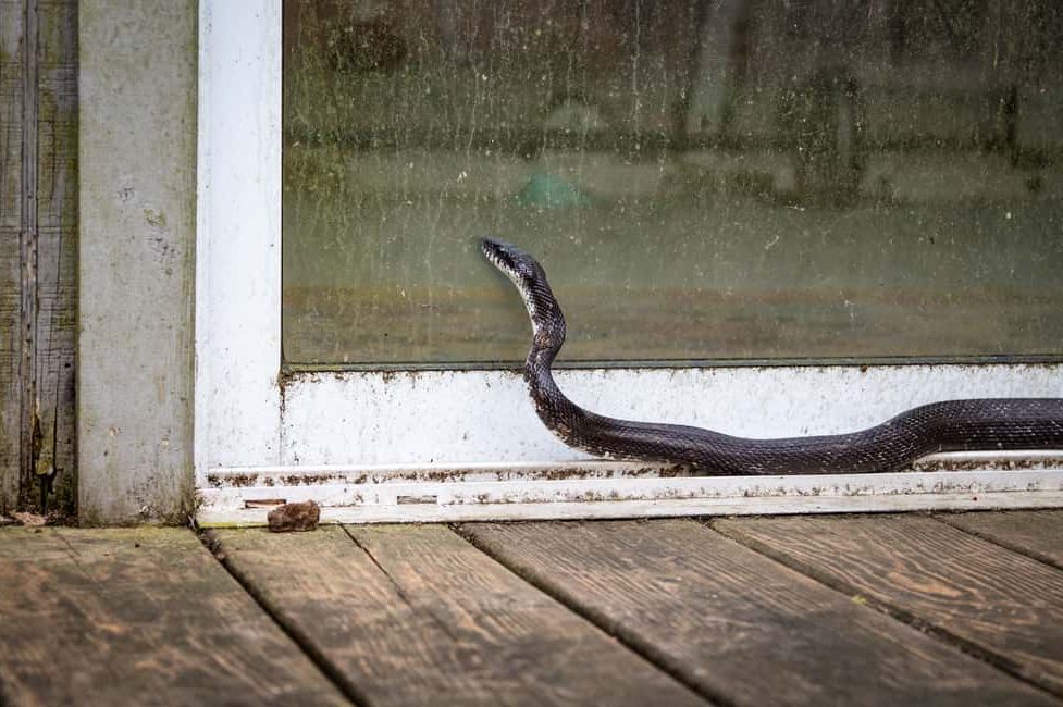 Mogu li se zmije penjati uz fasadu i stepenice i tako ulaziti u kuće? STIGAO JE ODGOVOR
