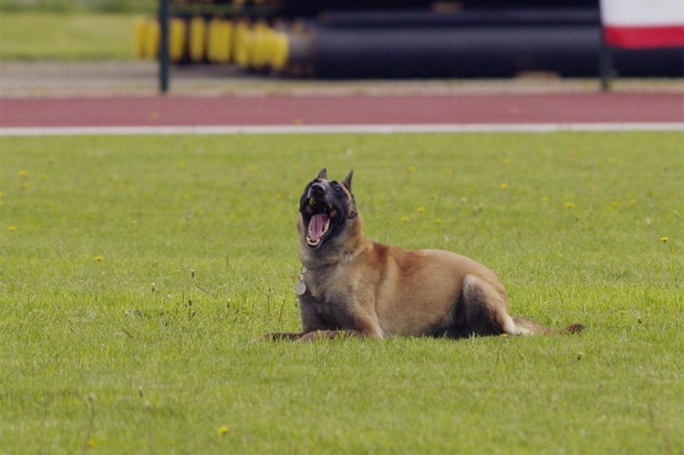 Ministarstvo odbrane prodaje pse: Cijena 6,50 KM