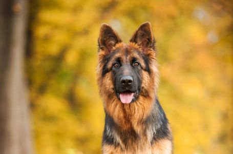 Šok oglas Ministarstva odbrane: Psi označeni kao "suvišni", prodaju se za 400 dinara