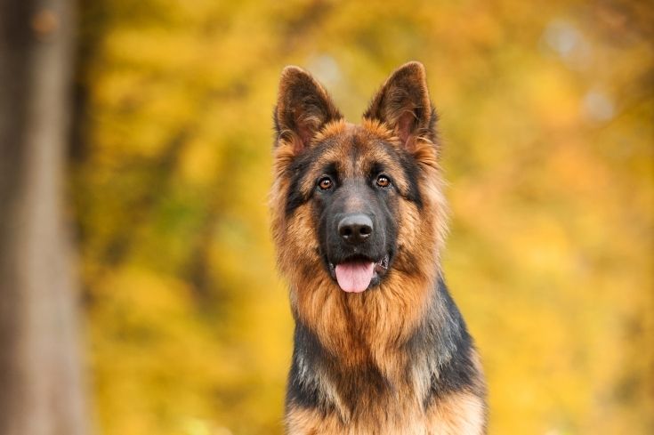 Šok oglas Ministarstva odbrane: Psi označeni kao "suvišni", prodaju se za 400 dinara