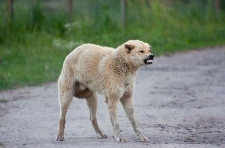 U prisustvu loše osobe svaki pas uradi jednu stvar: Dobro zapamtite ovu reakciju