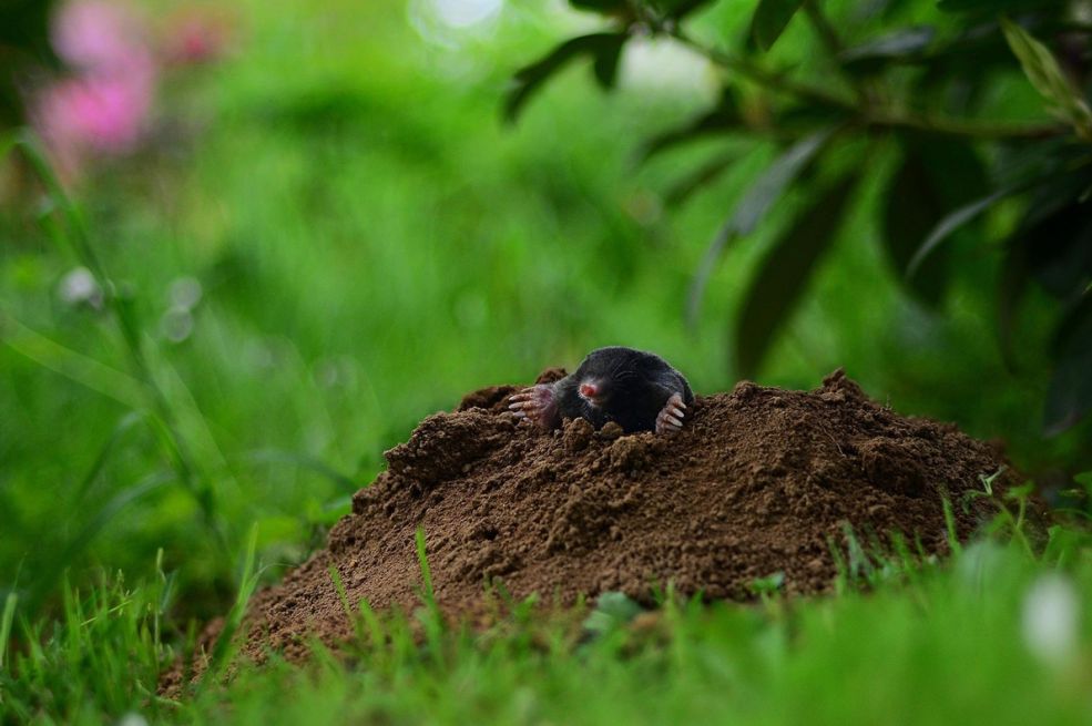 Krtice se ovoga užasno plaše: Samo ga stavite u rupu, pobjeći će glavom bez obzira