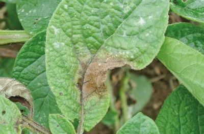 PLAMENJAČA U MAJU: Evo 6 najčešćih grešaka zbog kojih dolazi do zaraze u vrtu