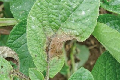 PLAMENJAČA U MAJU: Evo 6 najčešćih grešaka zbog kojih dolazi do zaraze u vrtu