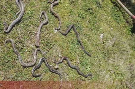 UŽAS U BIH: Slagao drva, pa pronašao sedam poskoka u dvorištu