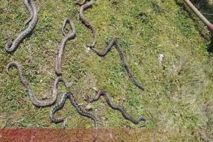 UŽAS U BIH: Slagao drva, pa pronašao sedam poskoka u dvorištu