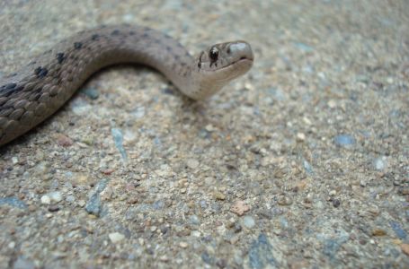 OVAKO ĆETE OTJERATI ZMIJE IZ DVORIŠTA: 1 stvar ne podnose, nikad se više neće pojaviti u blizini
