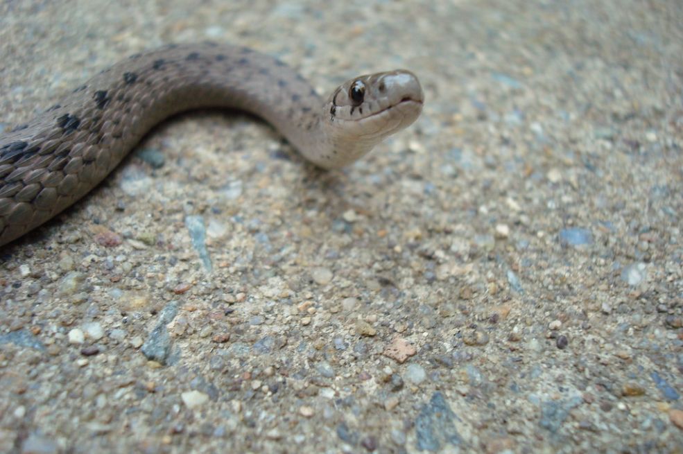 OVAKO ĆETE OTJERATI ZMIJE IZ DVORIŠTA: 1 stvar ne podnose, nikad se više neće pojaviti u blizini