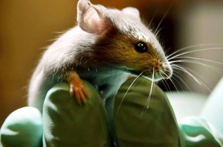 Broj zaraženih leptospirozom u KS raste: Oglasili se KCUS i Zavod za javno zdravstvo KS