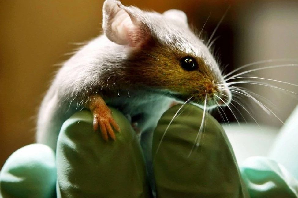 Broj zaraženih leptospirozom u KS raste: Oglasili se KCUS i Zavod za javno zdravstvo KS