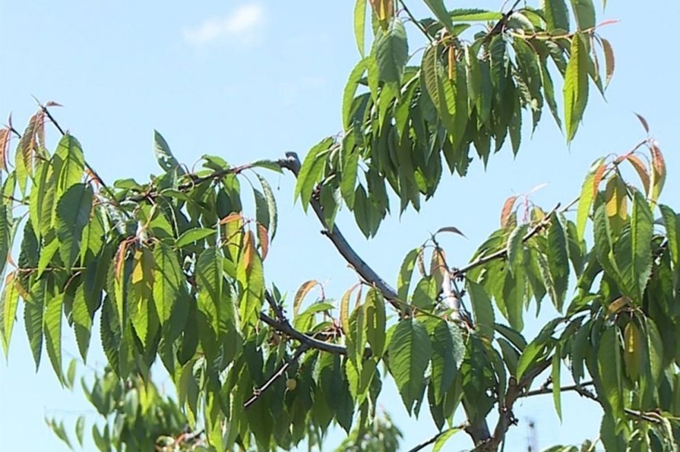 Kiša "obrala" trešnje: Voćari u dilemi