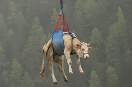 Kravu evakuisali helikopterom (VIDEO)