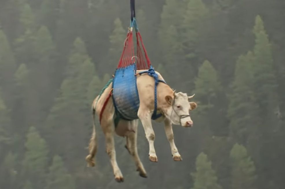 Kravu evakuisali helikopterom (VIDEO)