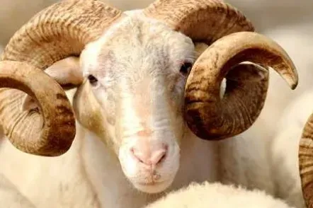 Upozorenje za Kurban bajram: Bruceloza prijeti zdravlju ljudi