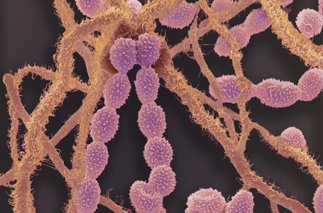 Milioni ljudi ugroženi zbog širenja smrtonosnih gljivica