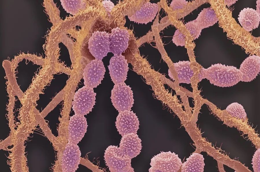 Milioni ljudi ugroženi zbog širenja smrtonosnih gljivica