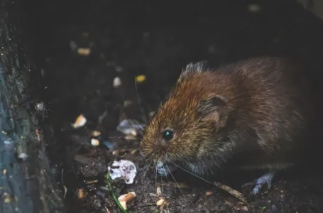 Zavod za javno zdravstvo KS: "Deratizacija nije izostala, mjere su u toku"