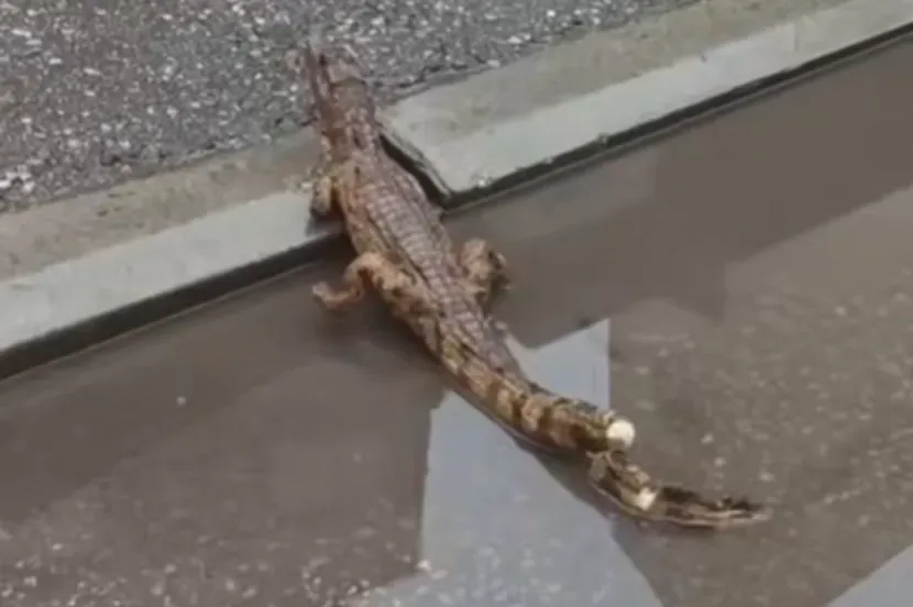 U centru Niša viđen krokodil: Građani Srbije u šoku, riješena misterija egzotične životinje