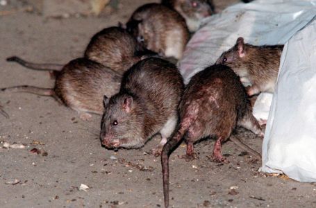 ALARMANTNO: Sarajevu prijeti opasni hanta virus, u gradu imamo preko MILION GLODARA