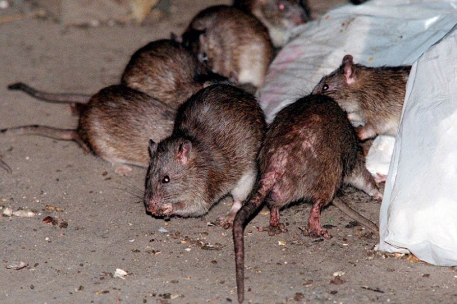 ALARMANTNO: Sarajevu prijeti opasni hanta virus, u gradu imamo preko MILION GLODARA